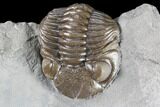 Long Eldredgeops Trilobite - Paulding, Ohio #85552-2